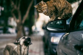 Stray Cat on Side-View Mirror and Stray Dog in The Street