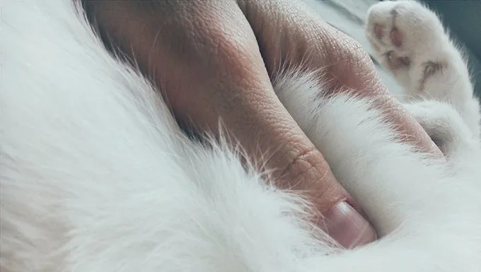 human hand on cat