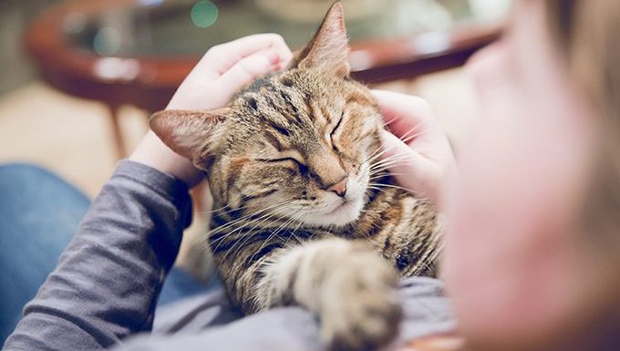 human petting cat