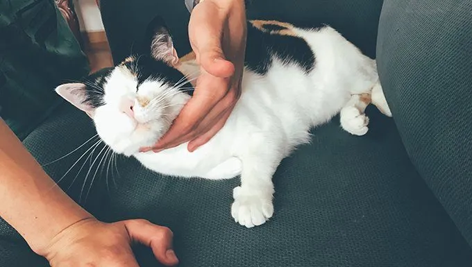 human rubbing cats chin