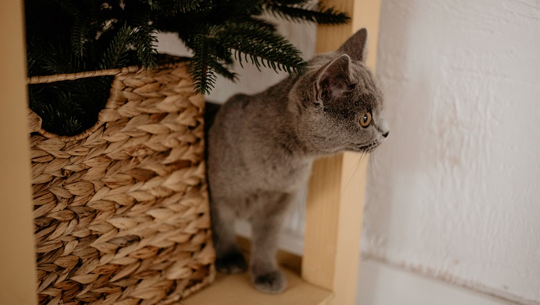 British cat hiding behing wicker box and Christmas tree.