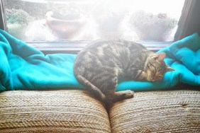 Cat resting in the window