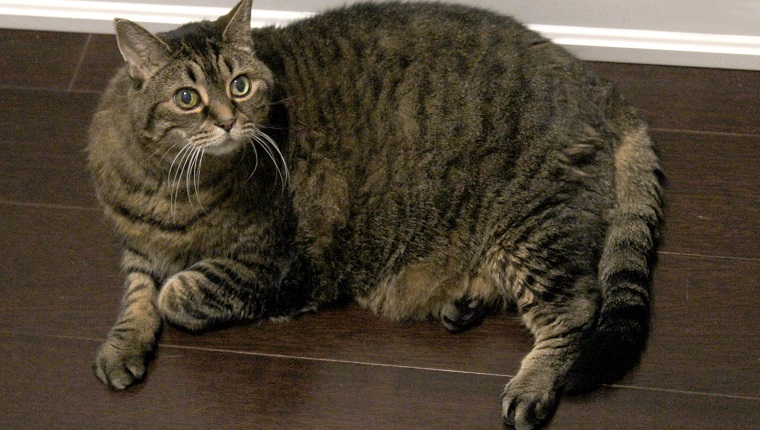 An overweight brown tabby cat laying on a wooden floor