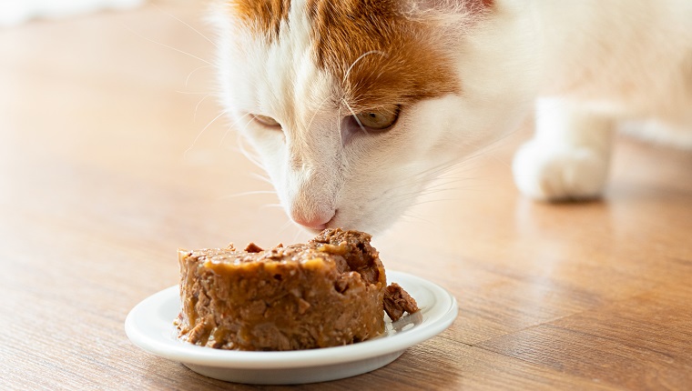 White and ginger cat starting to eat tinned cat food on white ceramic plate on wood floor.