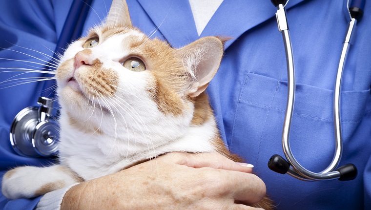 National Take Your Cat To The Vet Day: 5 Reasons To Schedule Your Cat's ...