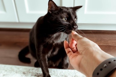 Close-up of unrecognizable woman feeding treat to her black kitten