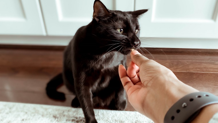 Close-up of unrecognizable woman feeding treat to her black kitten