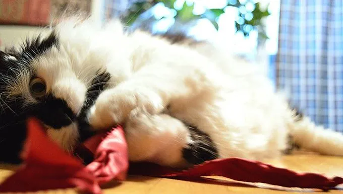 cat chewing ribbon