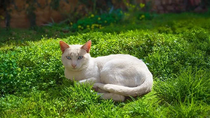 albino cat with blue eyes lying on grass