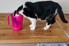 cat sticks its head in a pink measuring cup in the kitchen to drink and eat milk. black cat