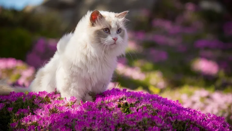 A white ragdoll cat sits in a bed of pink flowers.