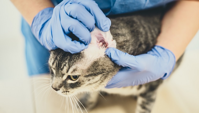 Demodectic Mange In Cats: Symptoms, Causes, & Treatments - CatTime
