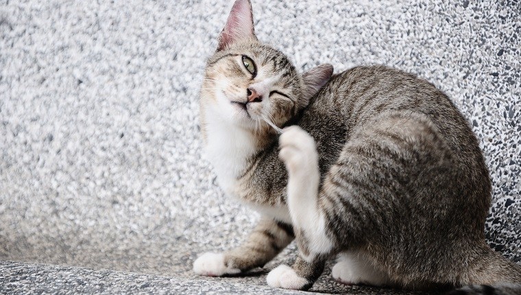 How Long Does Cat Demodectic Mange Last Reference: Demodectic Mange In Cats Symptoms Causes Treatments