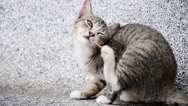 View of Demodectic Mange In Cats: Symptoms, Causes, & Treatments - CatTime