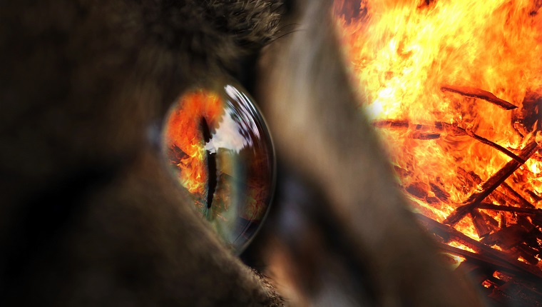 The fire in the eye. In an eye of a cat is reflected a fire