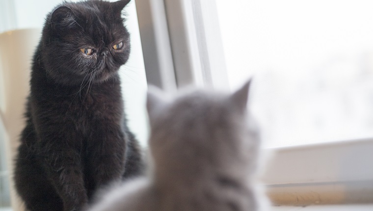 Black cat and gray kitten looking out of window together
