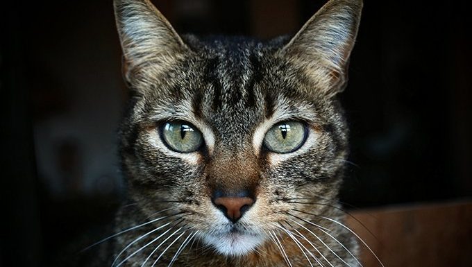 Facts about best sale tabby cats