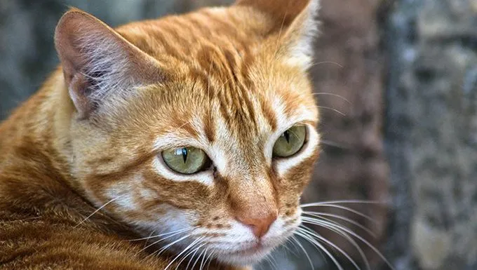 orange mackerel tabby cat