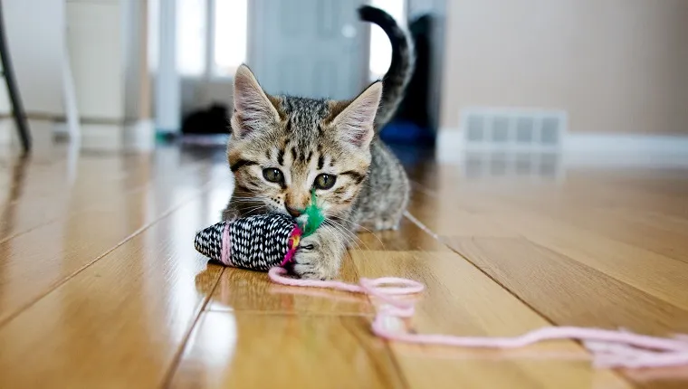 Kitten plays with toy mouse