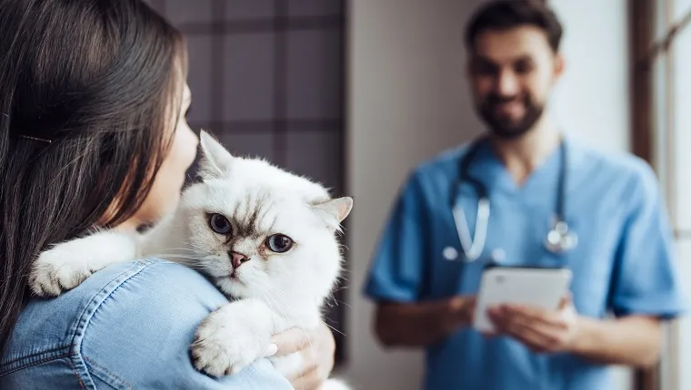 Handsome doctor veterinarian at vet clinic is examining cute cat while his owner is standing nearby and holding pet on hands.