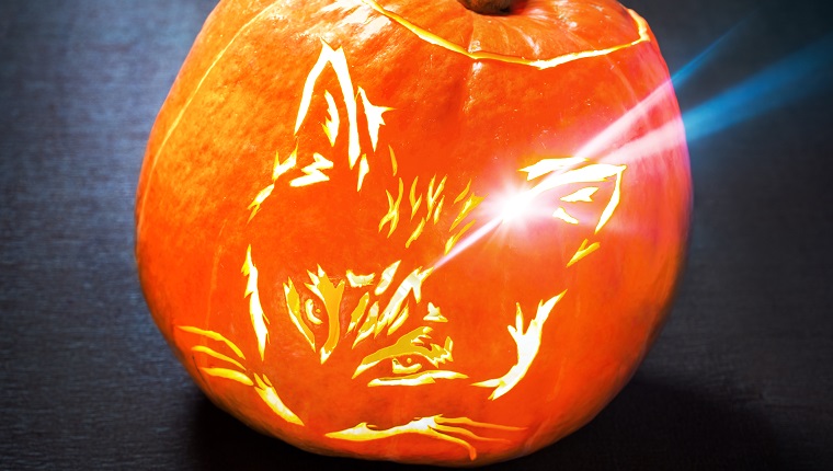 cat pumpkin designs