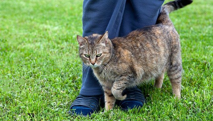 Signs of Heat in Cats