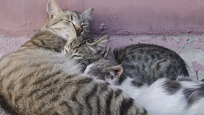 cat with kittens