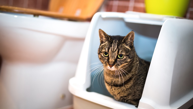 Striped cat sitting in her toilet.