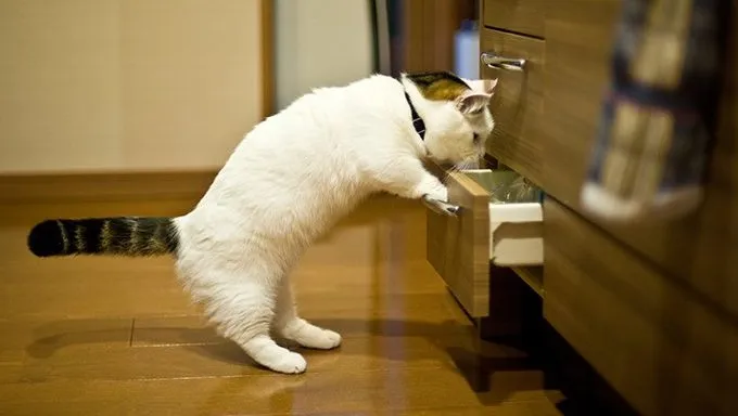 munchkin cat looking in drawer