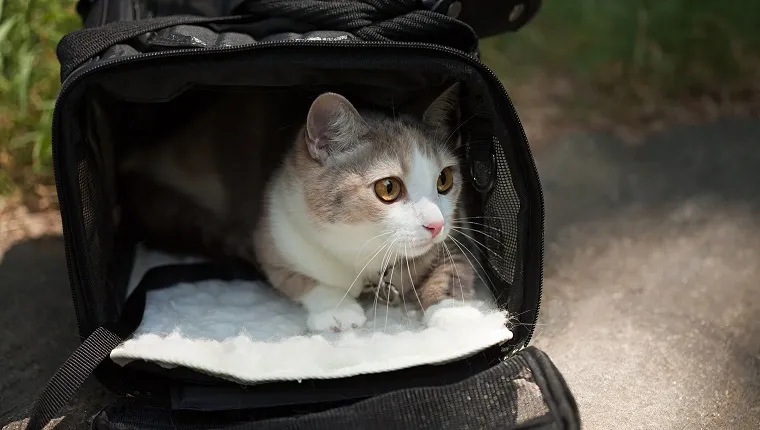 cat in a carrier