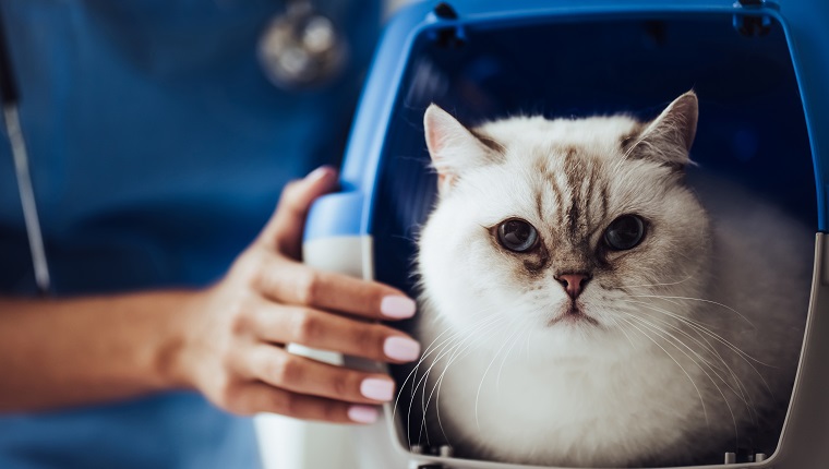 Cropped image of beautiful female doctor veterinarian with stethoscope is examining cute white cat at vet clinic.