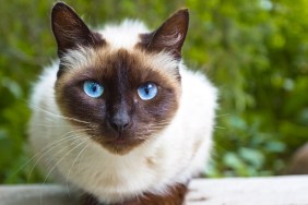 Siamese cat warily watching, sitting on a wooden bench