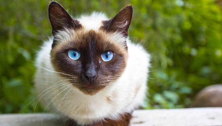 The 5 Most Popular Cat Breeds? - PetHelpful