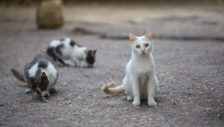 National Feral Cat Day Everything You Need To Know Cattime