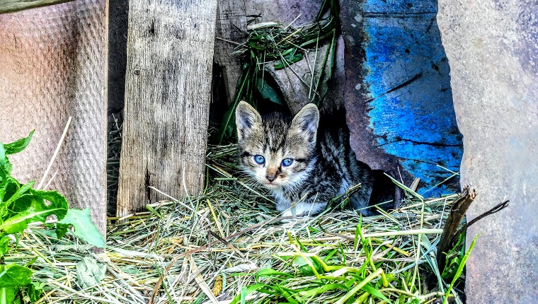 Portrait Of Kitten In Grass