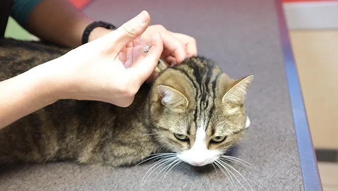 cat gets injection