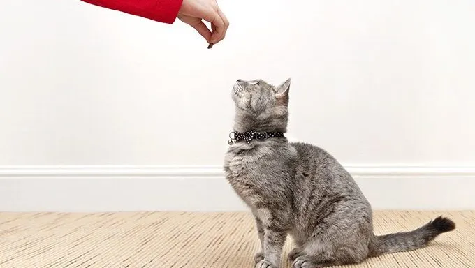 cat looking at hand holding treat