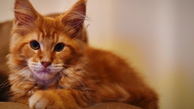 orange striped maine coon