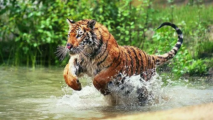 tiger running in water