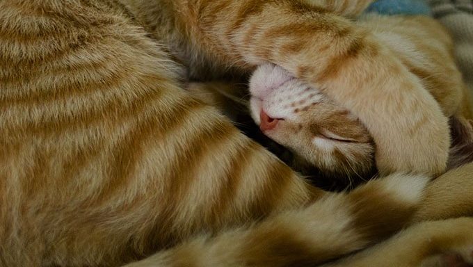 Tiger Cats: Is There A Domestic Tiger Cat Breed? - CatTime