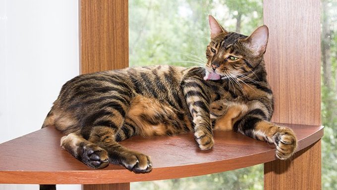 Tiger looking house store cat