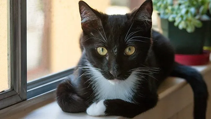 tuxedo cat