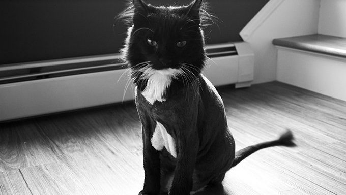 tuxedo cat on wood floor