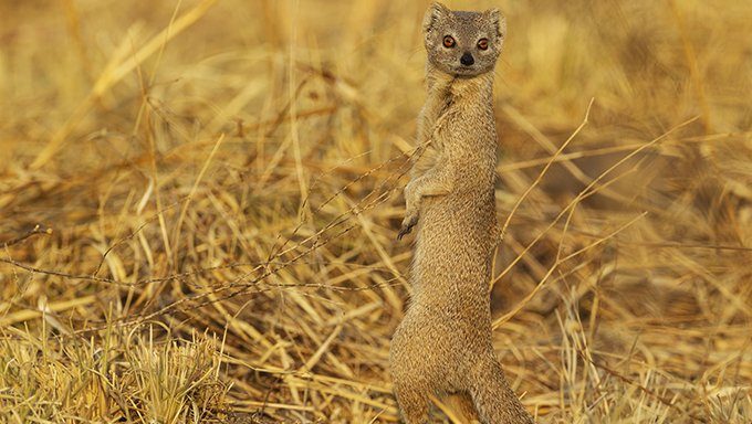 mongoose in field