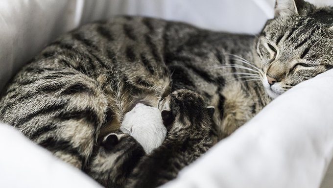 cat lying on sheet