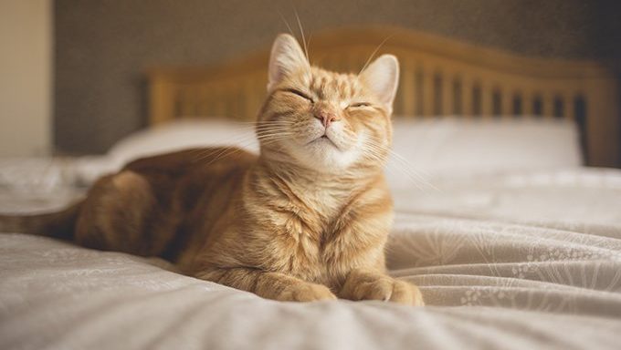 content orange cat on bed