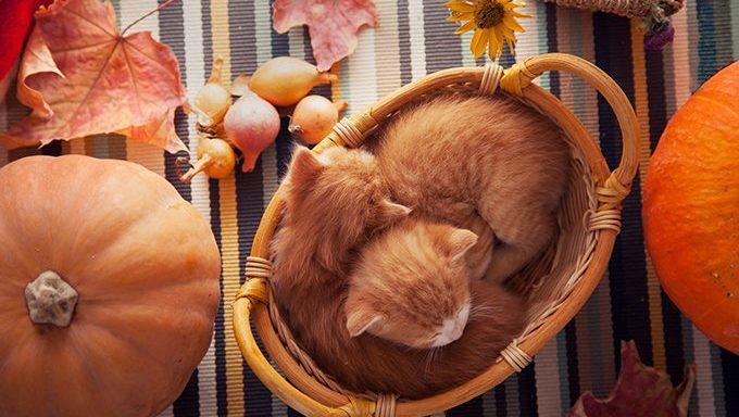 cats in a basket on table near pumpkins and fall leaves