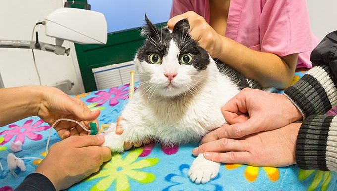 cat getting iv