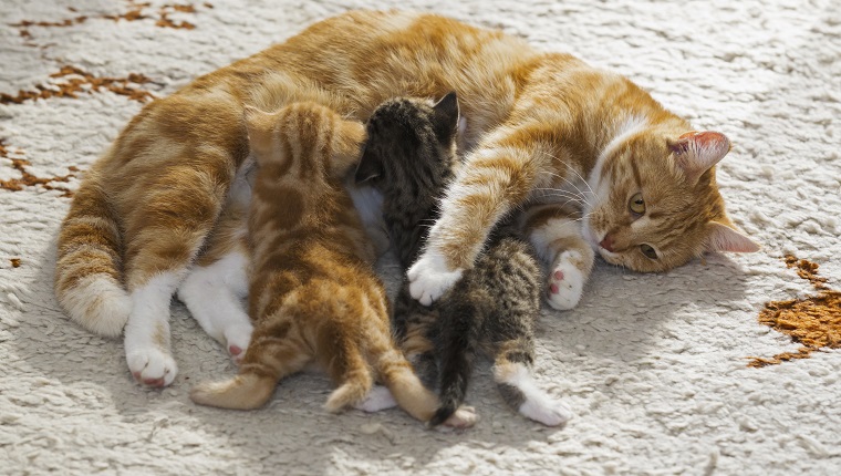 Domestic cats, cat nursing two kittens, Germany