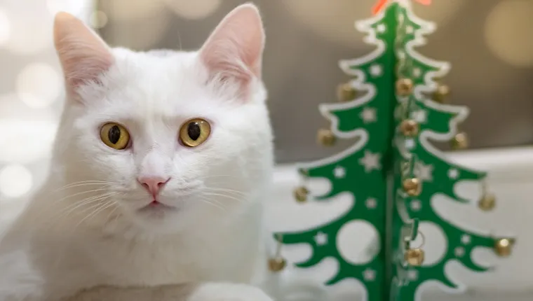 White cat clearance christmas